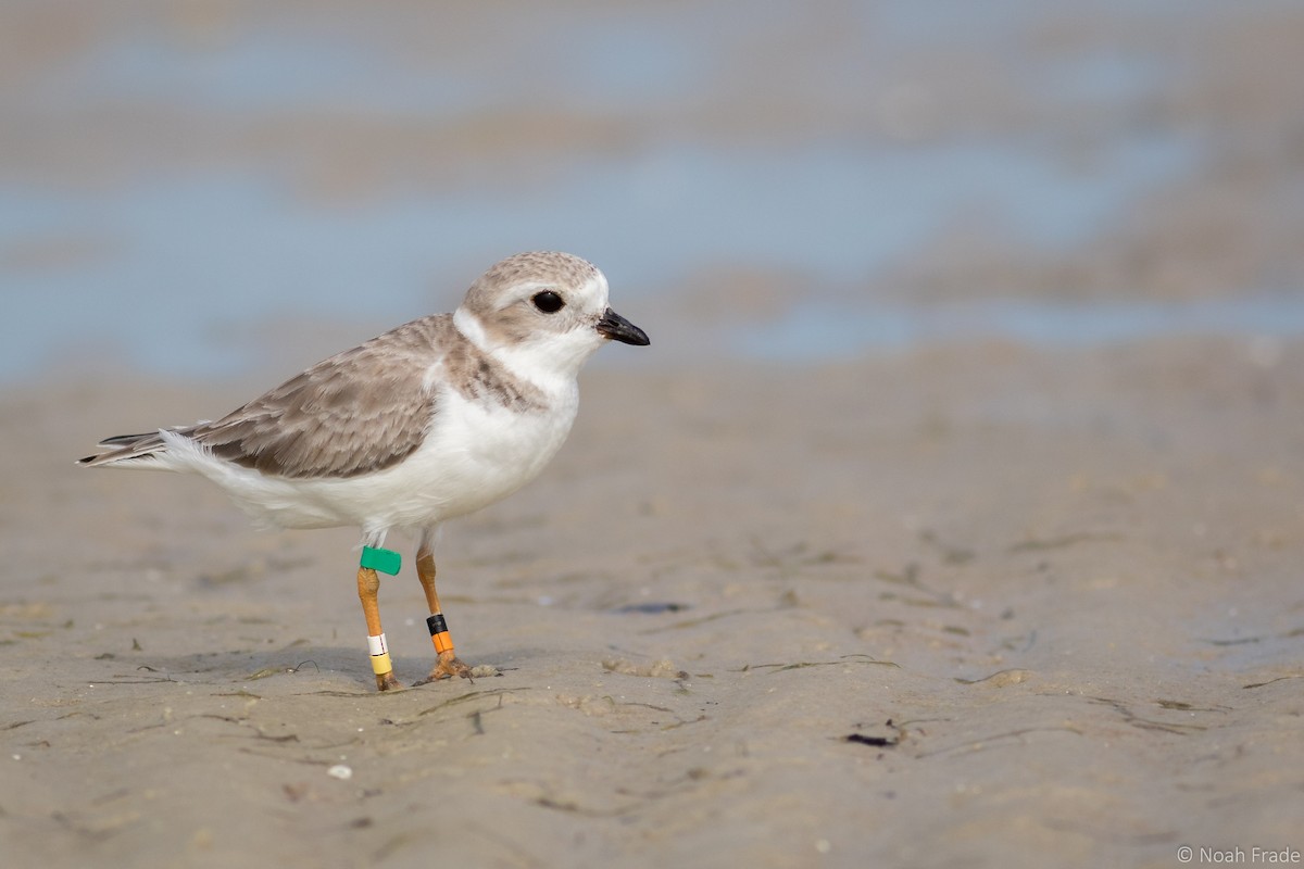 Piping Plover - Noah Frade