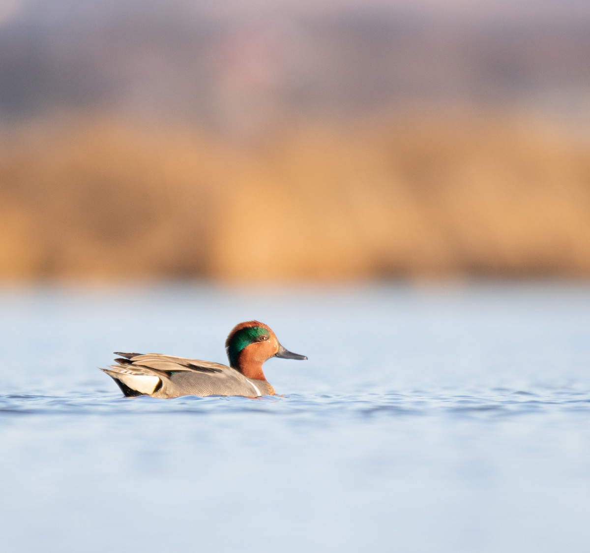 Green-winged Teal - ML433474631