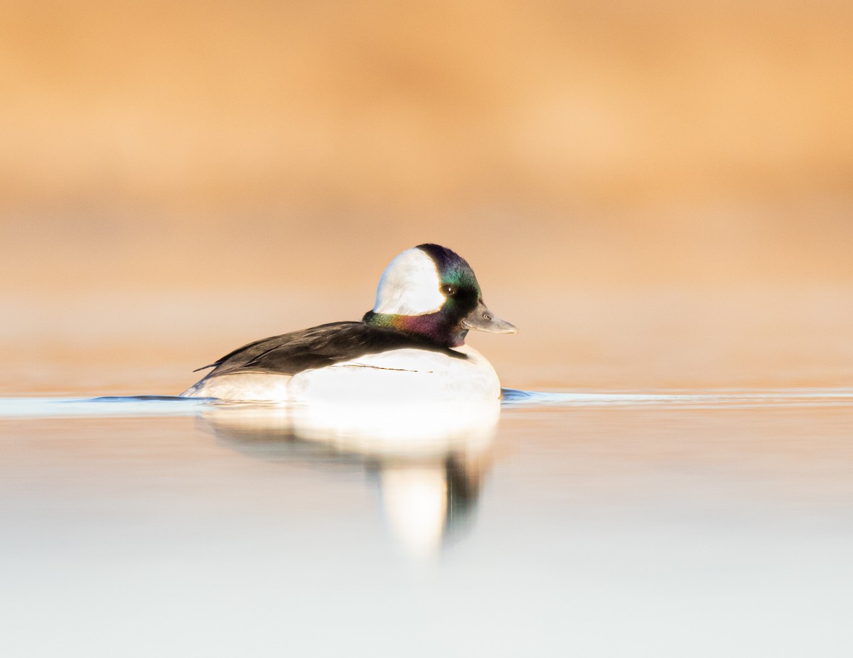 Bufflehead - ML433474651