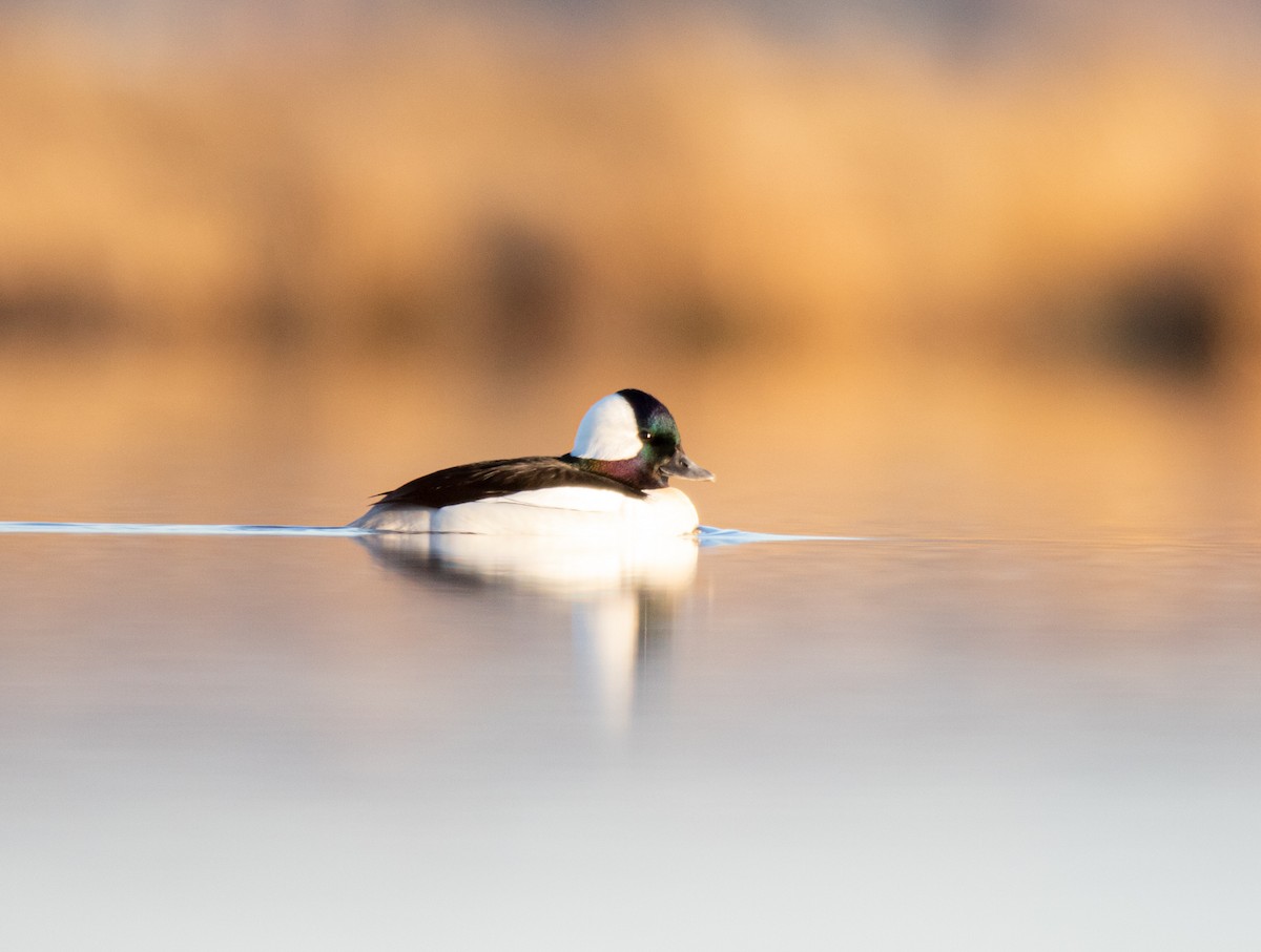 Bufflehead - ML433474661