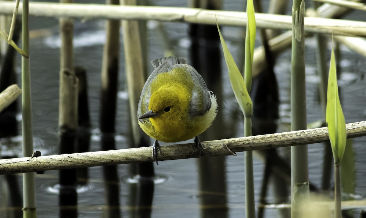 Prothonotary Warbler - ML433477101