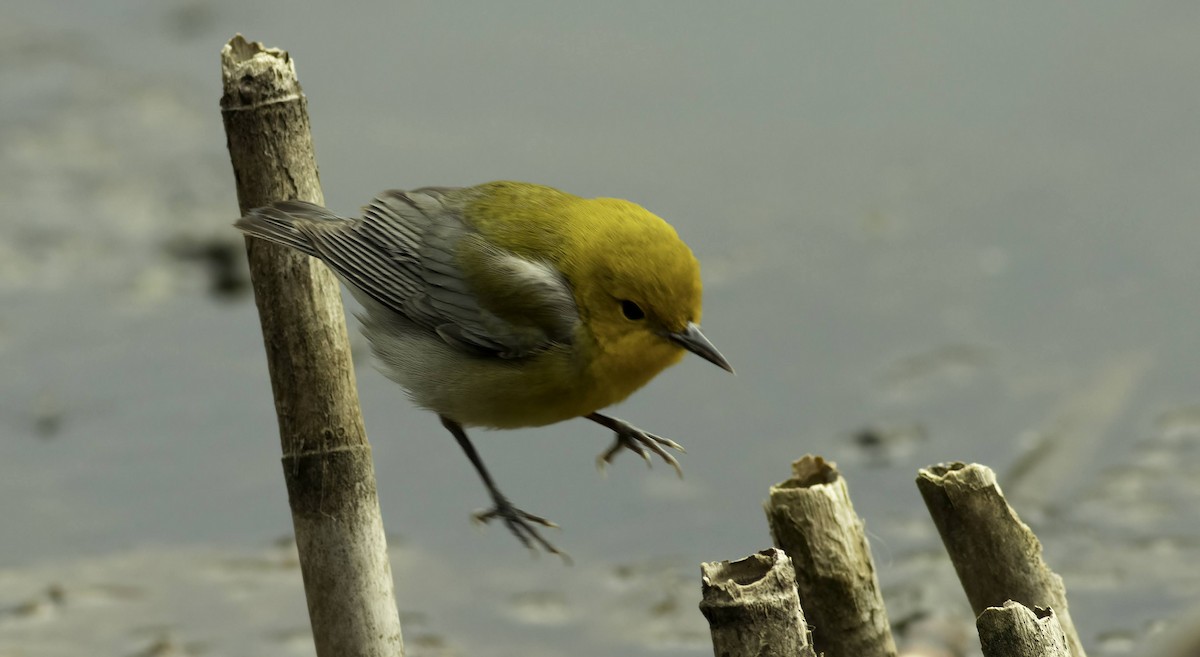 Prothonotary Warbler - ML433477111