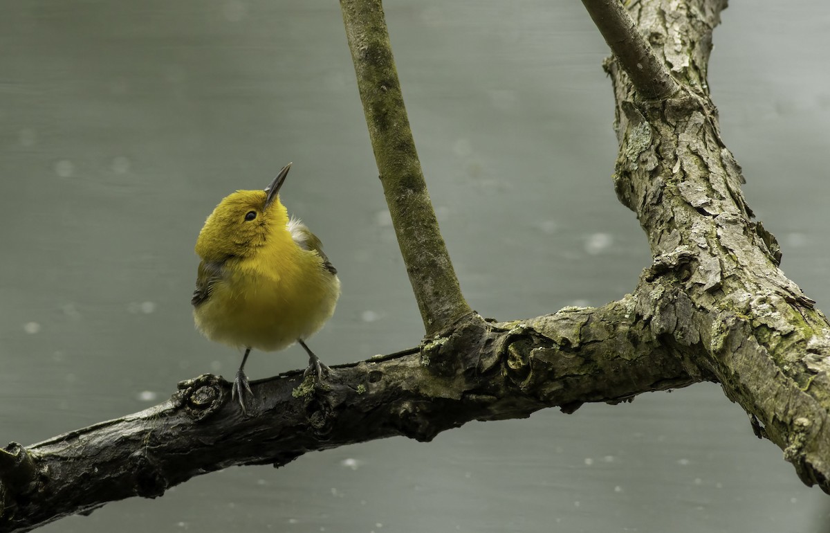 Prothonotary Warbler - ML433477141