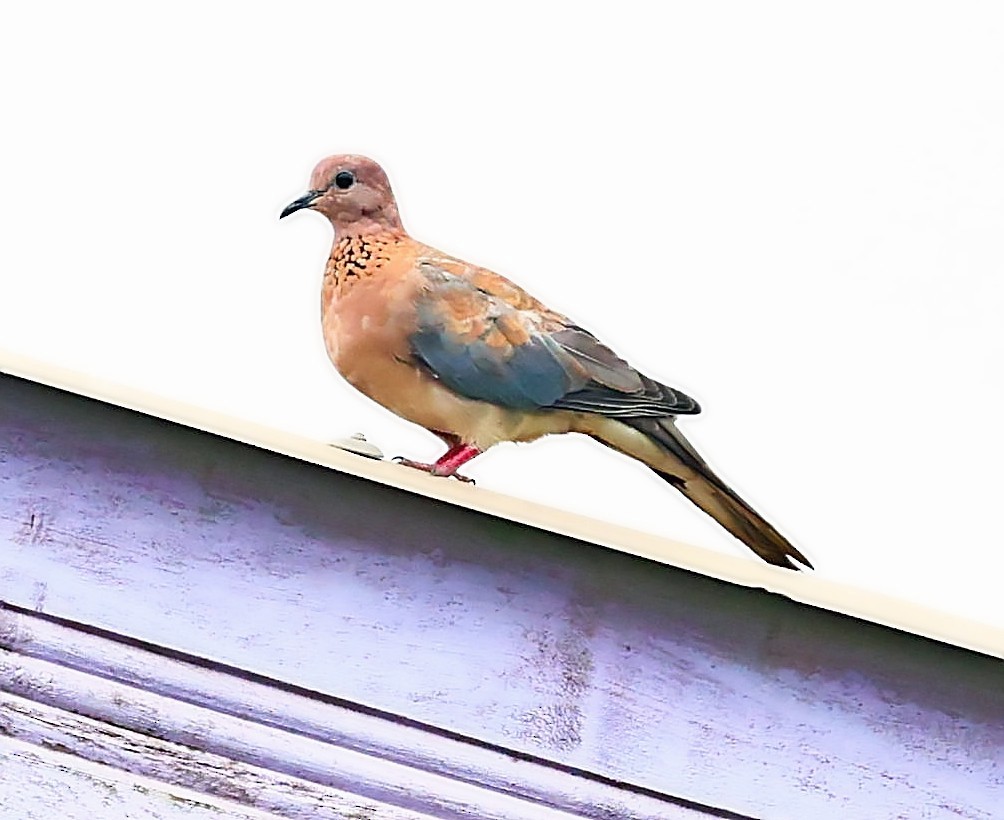 Laughing Dove - ML433478181