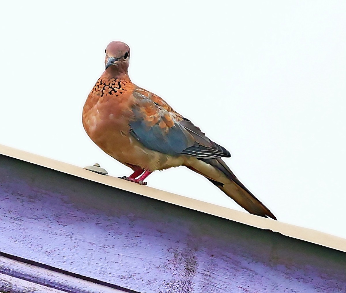 Laughing Dove - ML433478191