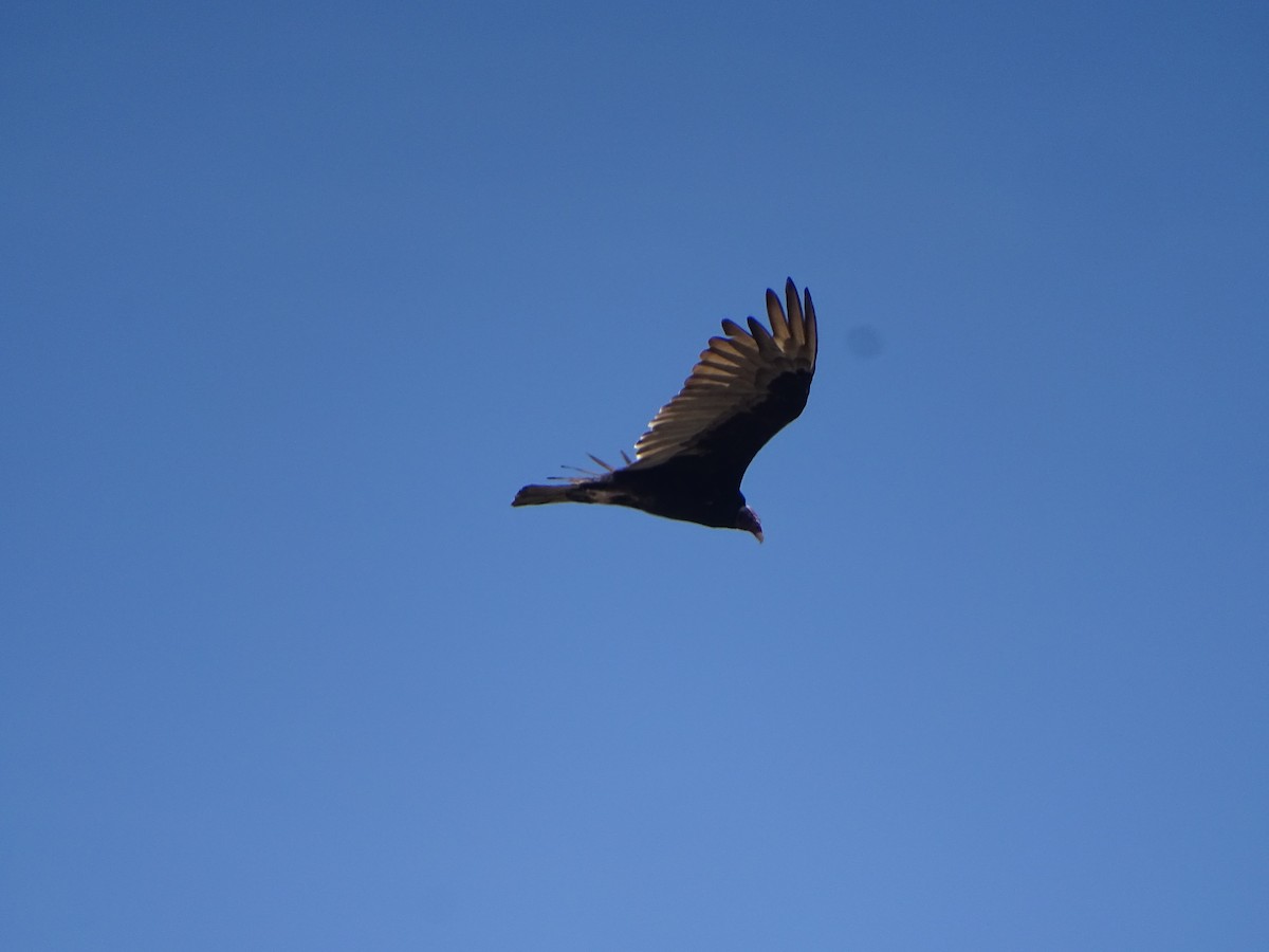 Turkey Vulture - ML433479251