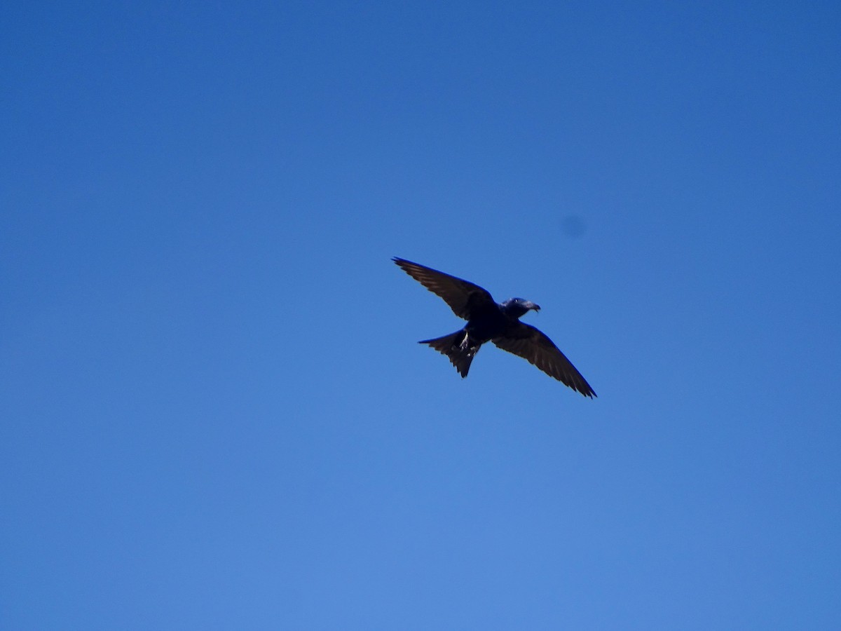 Golondrina Sureña - ML433479431