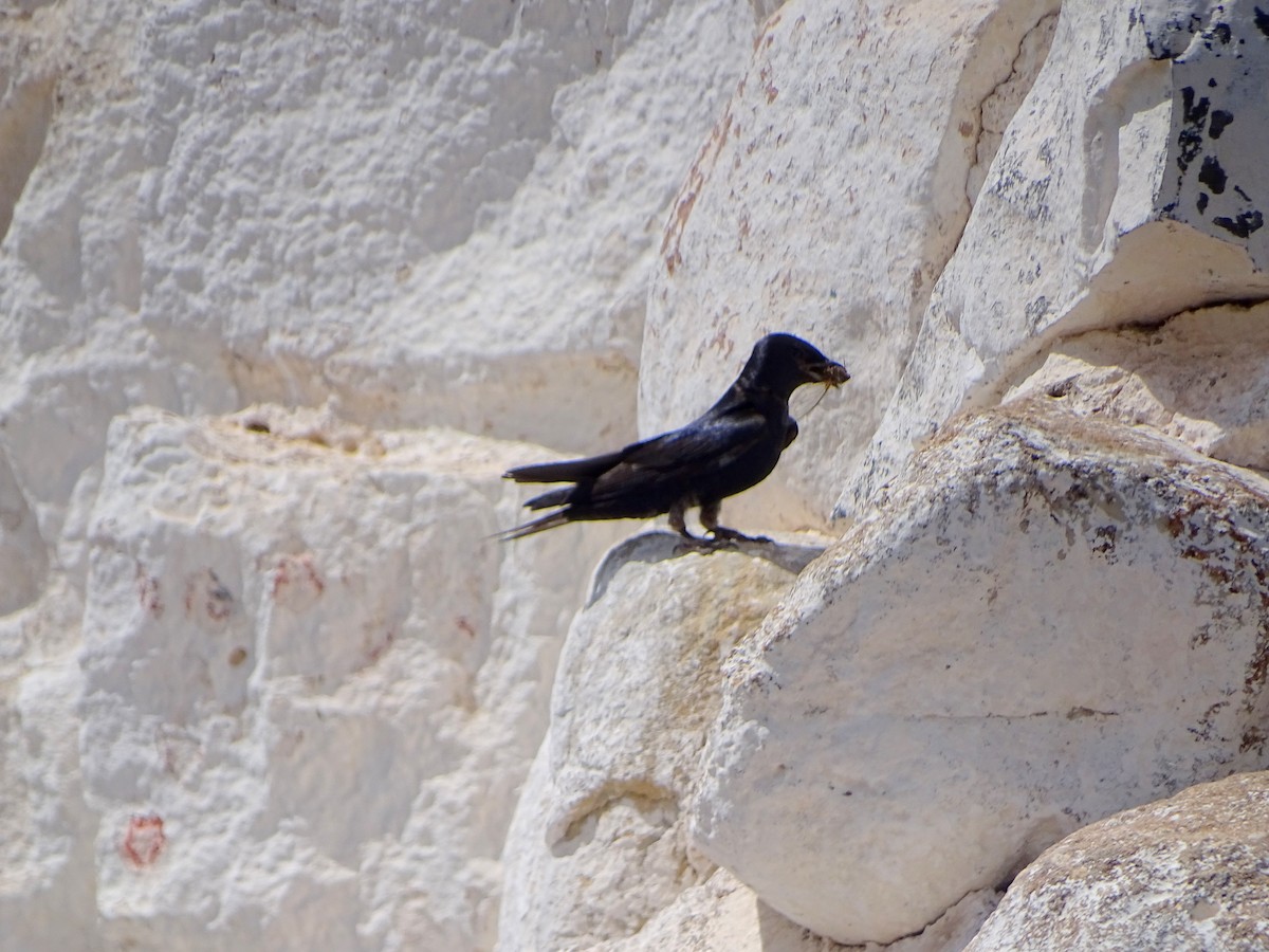 Golondrina Sureña - ML433479511