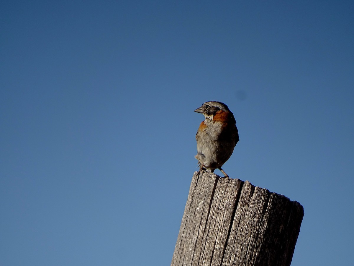 Rufous-collared Sparrow - Micaela Fraire