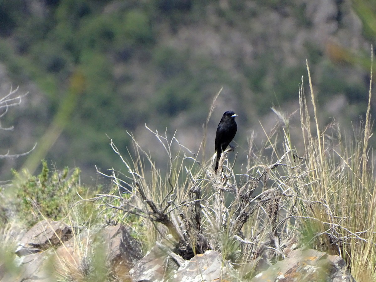 White-winged Black-Tyrant - ML433479671