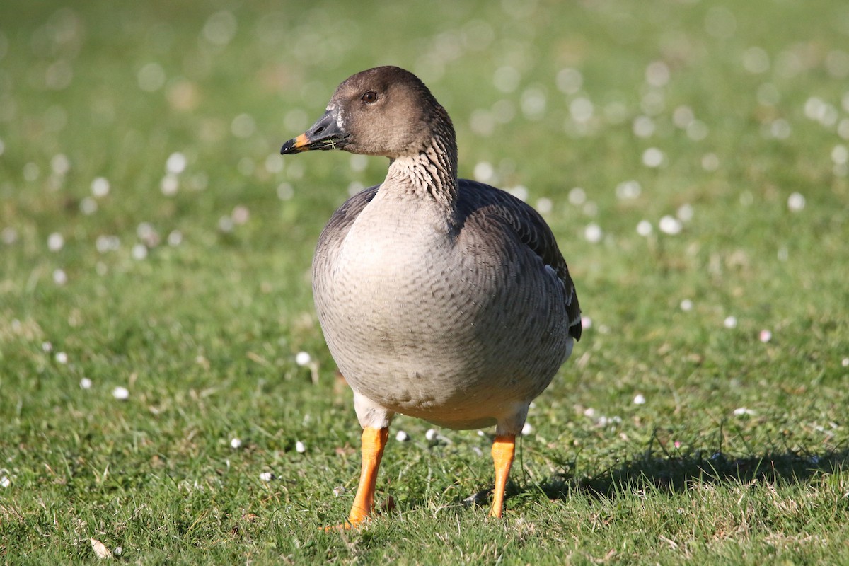 Tundra Bean-Goose - Ingo Rösler