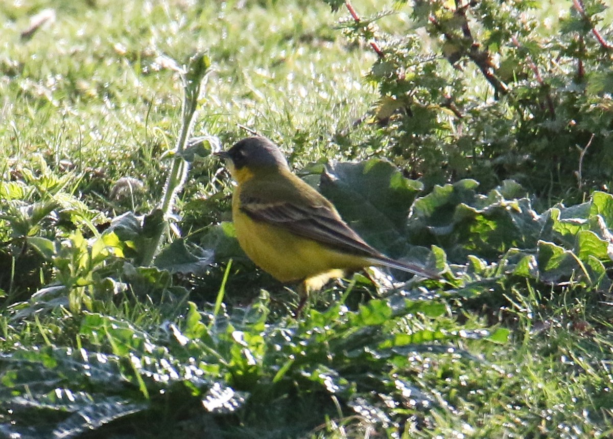 Western Yellow Wagtail - Ingo Rösler