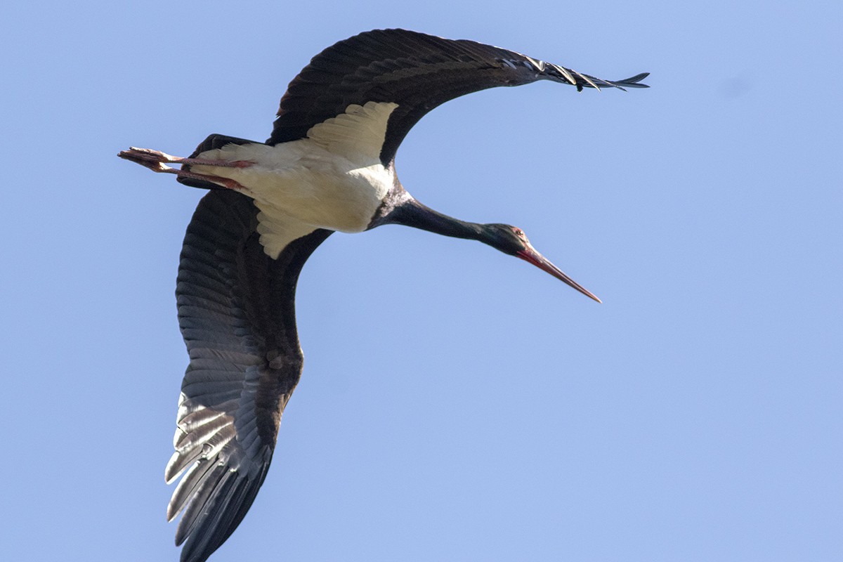 Cigogne noire - ML433482501