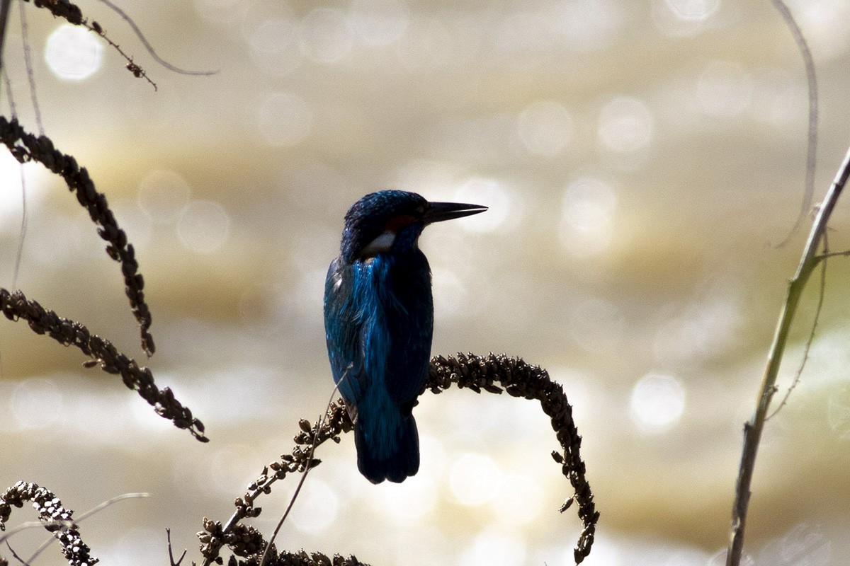 Martin-pêcheur d'Europe - ML433482521