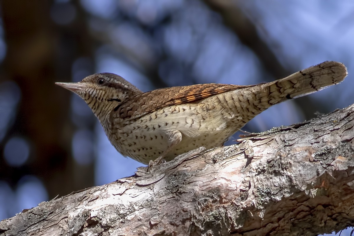 Torcol fourmilier - ML433482541