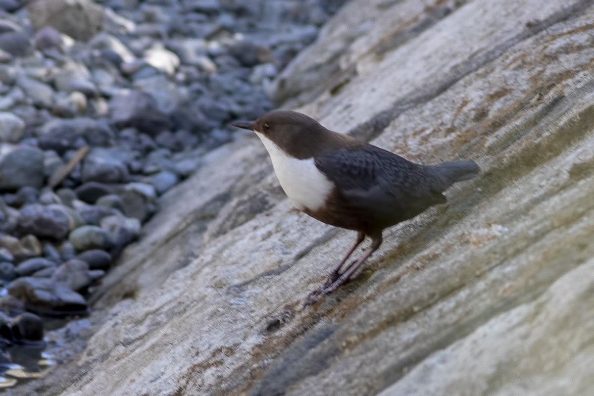 Cincle plongeur - ML433482571