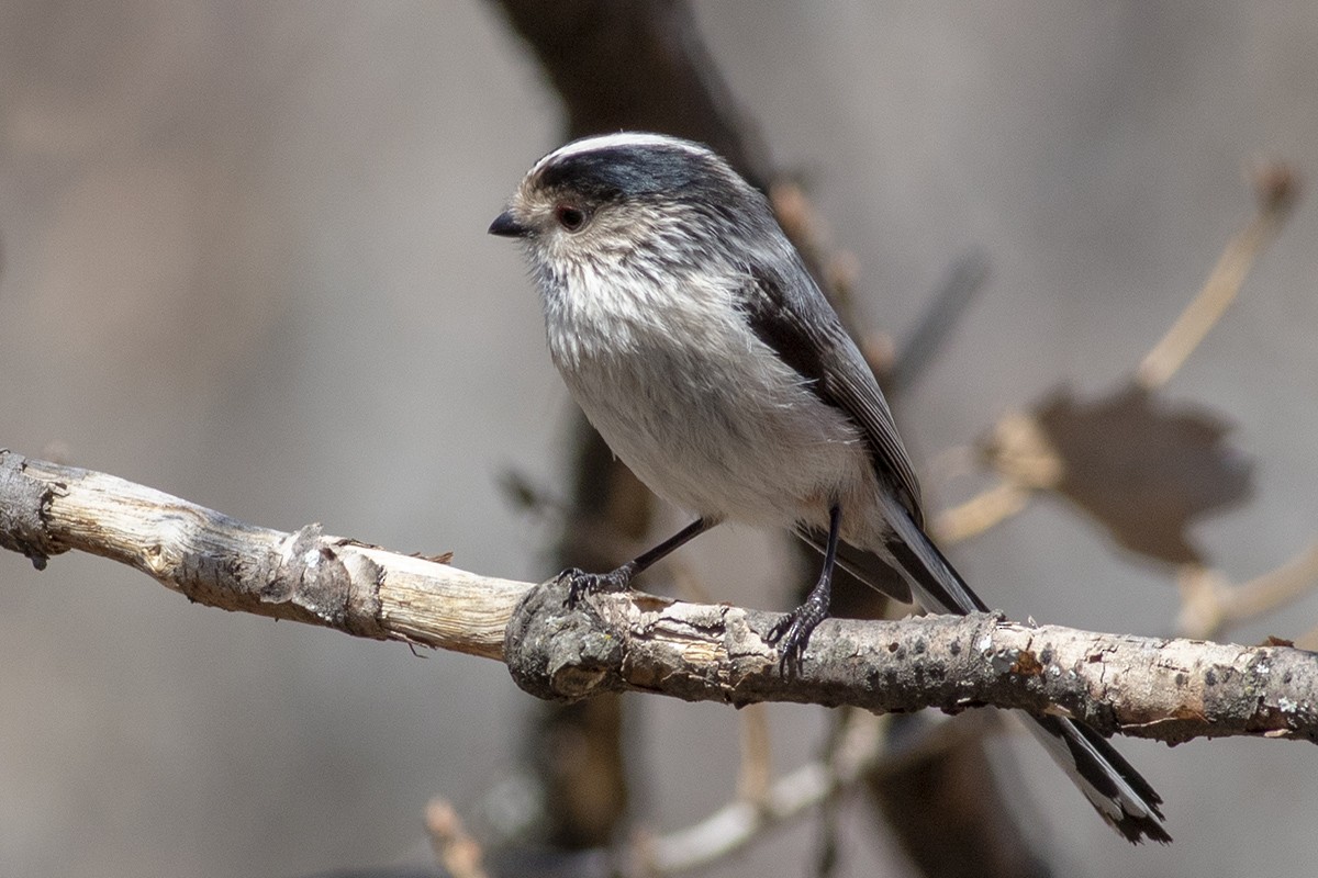 Orite à longue queue - ML433482581