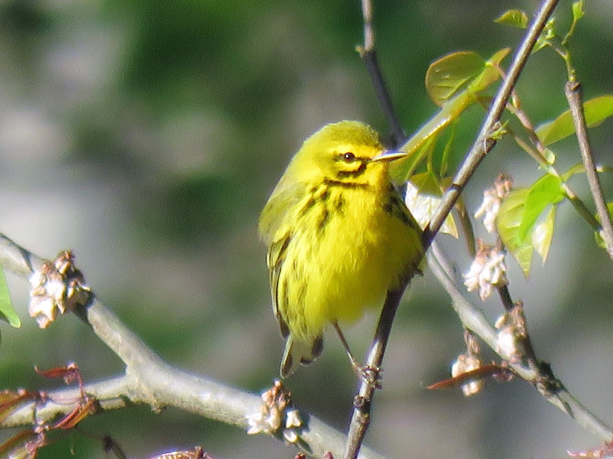 Prairie Warbler - Marc Ribaudo