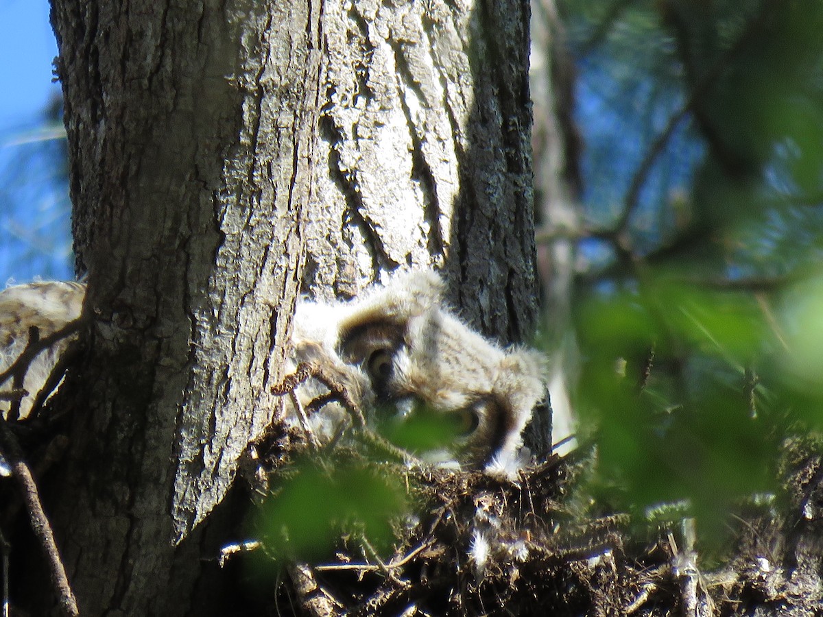 Great Horned Owl - ML433483491