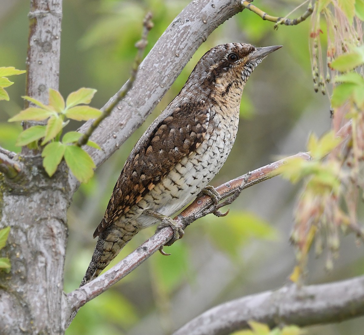 Eurasian Wryneck - ML433483801