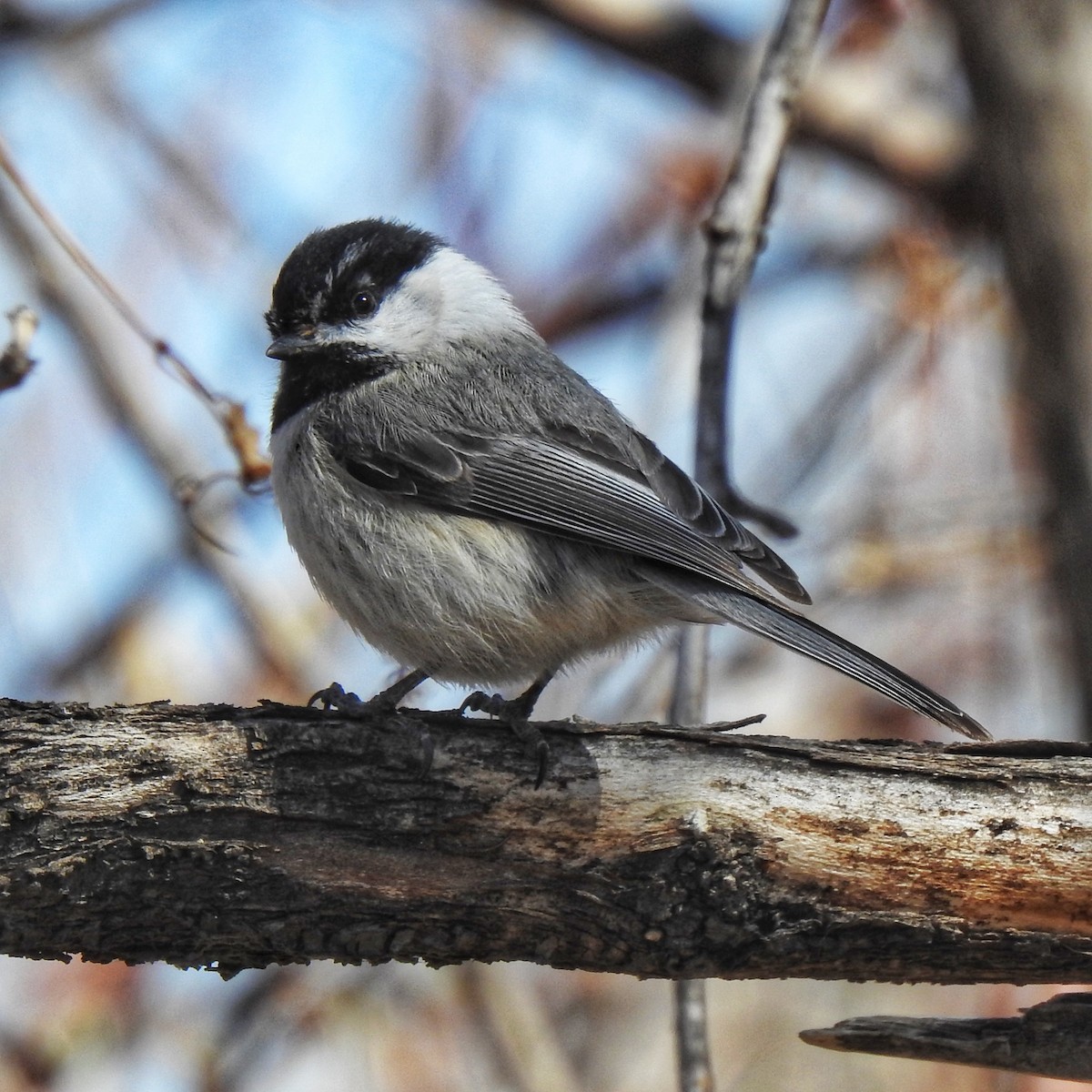 Black-capped/Mountain Chickadee - ML433485461