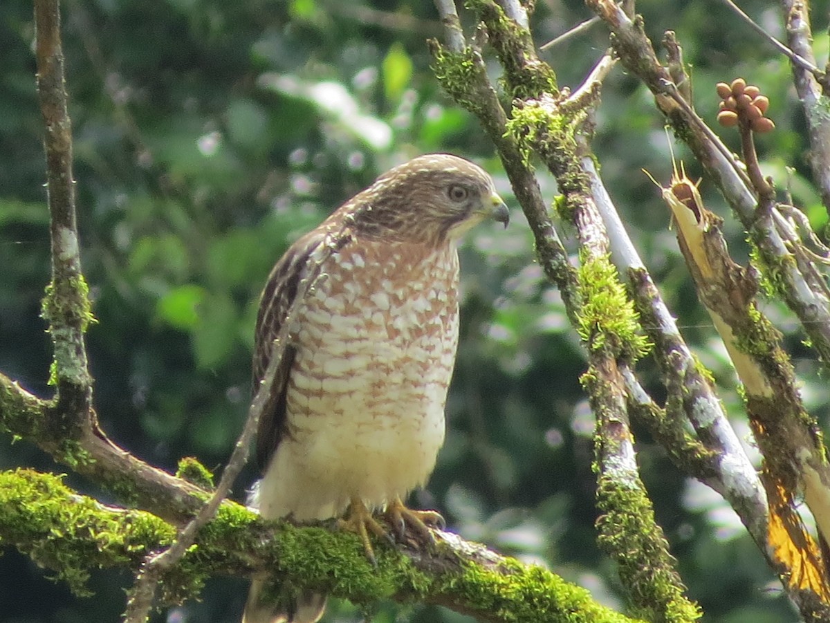 Broad-winged Hawk - ML43348581