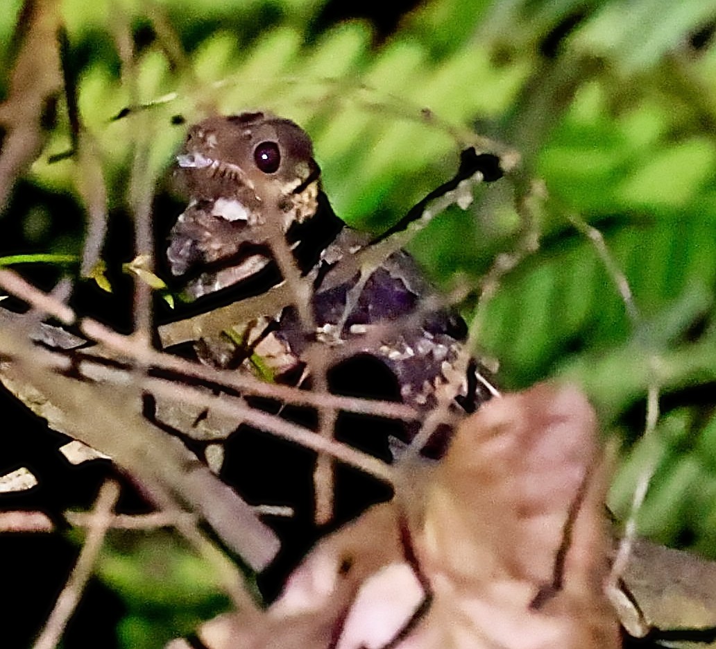 lelek hvízdavý (ssp. nigriscapularis) - ML433486021