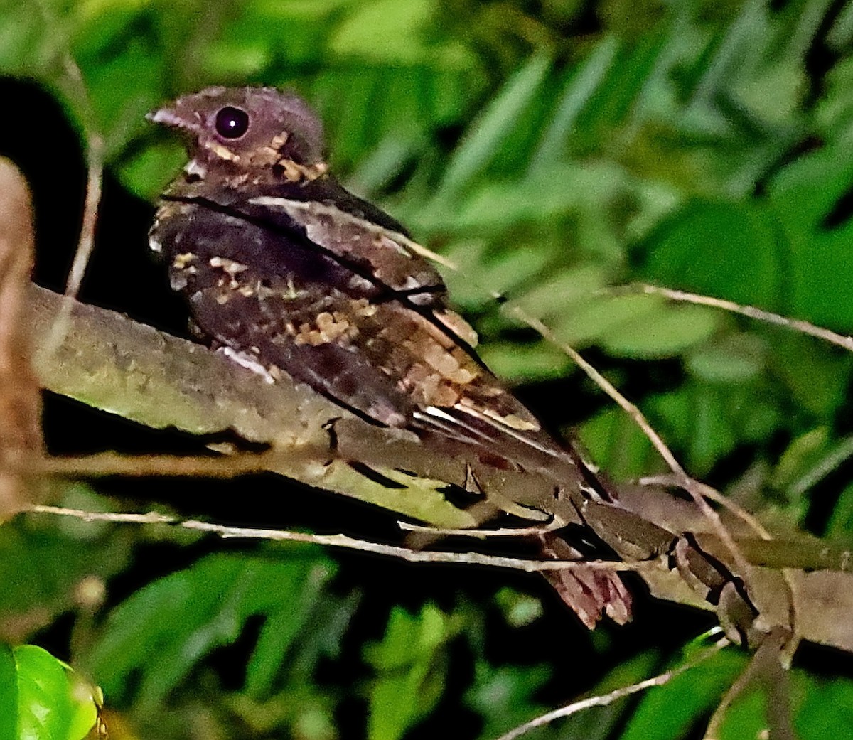 Fiery-necked Nightjar (Black-shouldered) - Maciej  Kotlarski