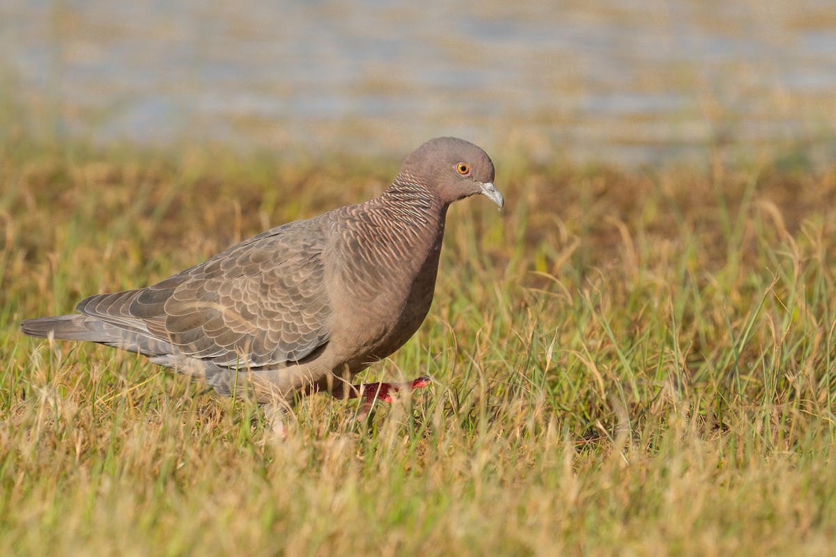 Picazuro Pigeon - Jorge Claudio Schlemmer