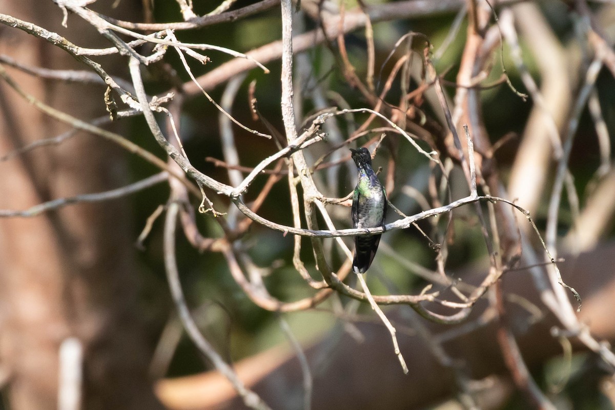 White-necked Jacobin - ML433486821