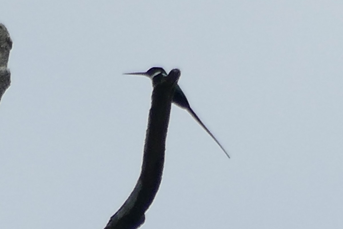 Jacamar à longue queue - ML433491071