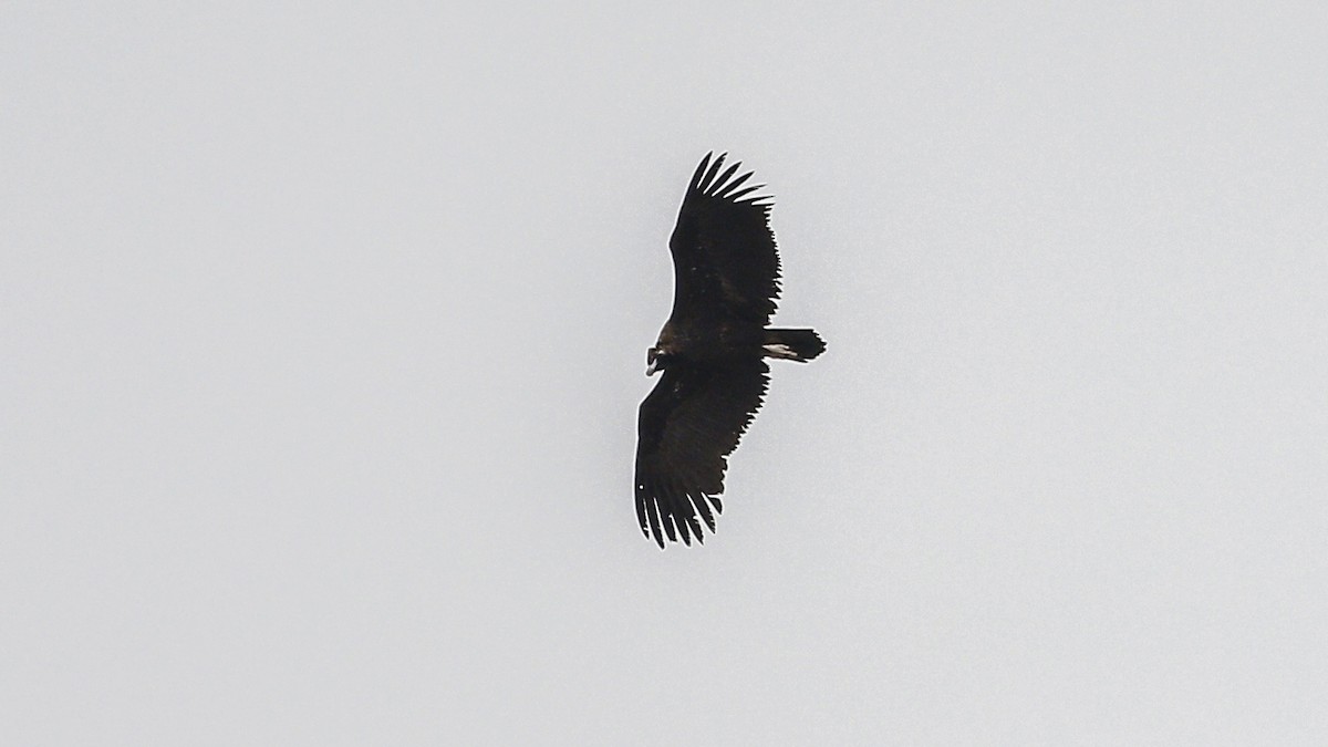 Cinereous Vulture - ML433492701