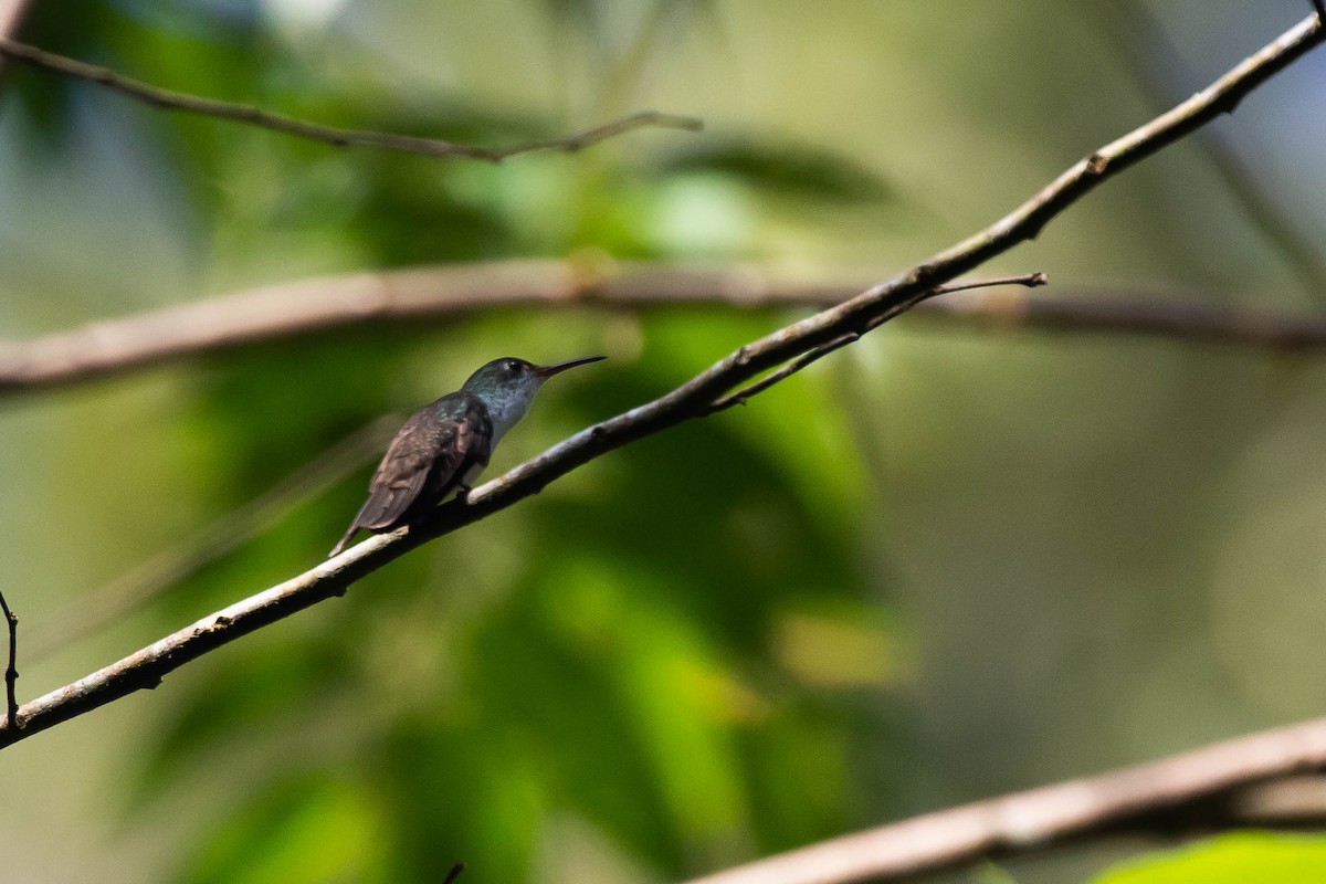 White-bellied Emerald - ML433493561