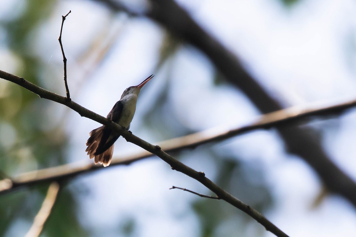 White-bellied Emerald - ML433493581