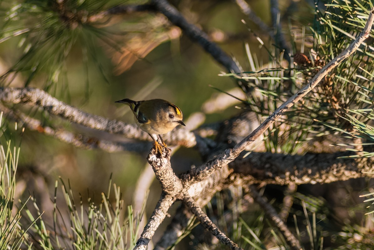 Wintergoldhähnchen - ML433493951