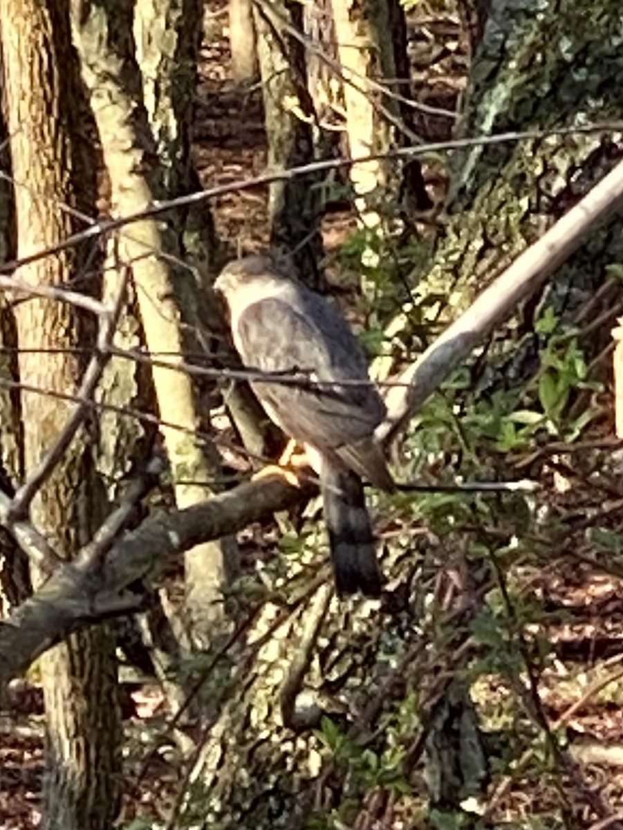 Sharp-shinned Hawk - ML433494191