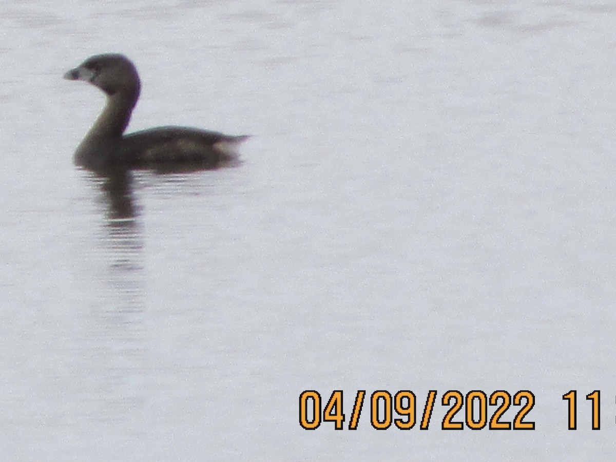 Pied-billed Grebe - ML433495001