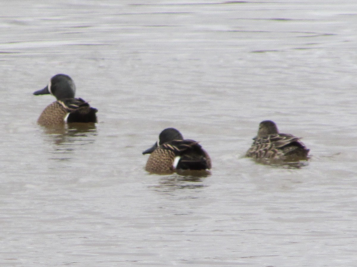 Blue-winged Teal - ML433495801