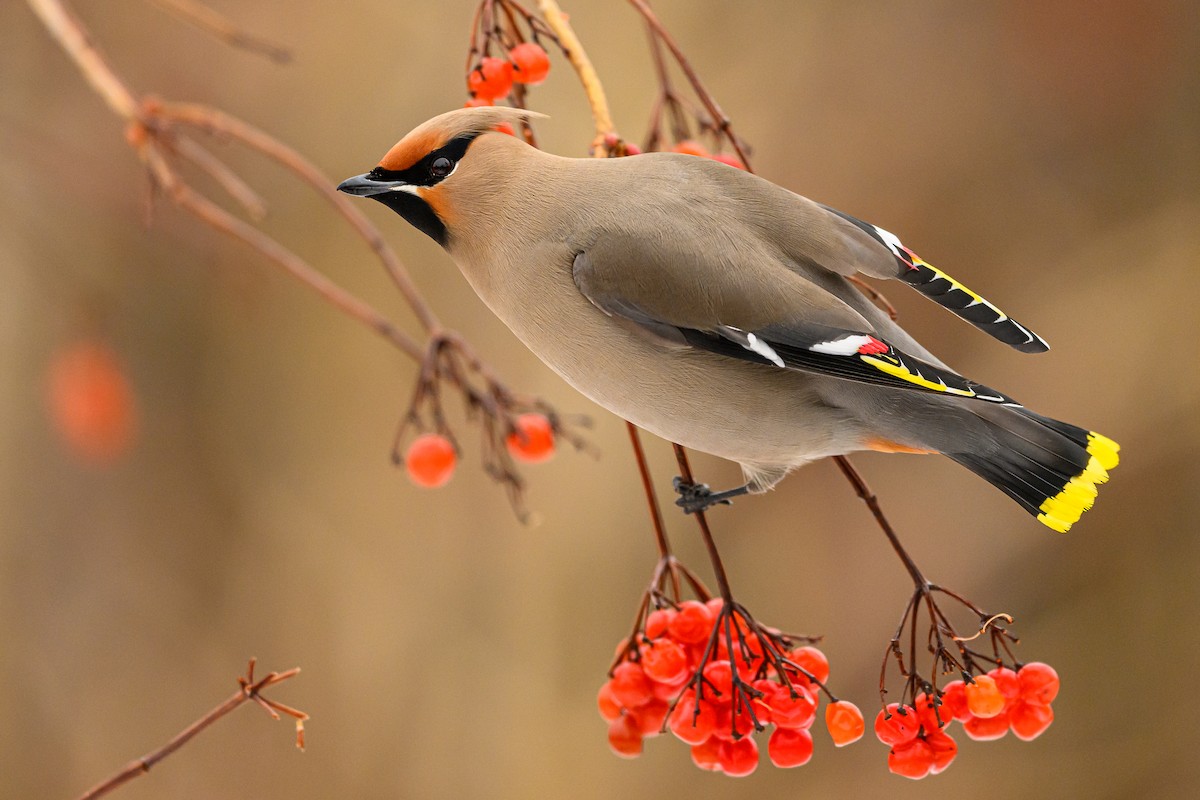 Bohemian Waxwing - Simon Villeneuve