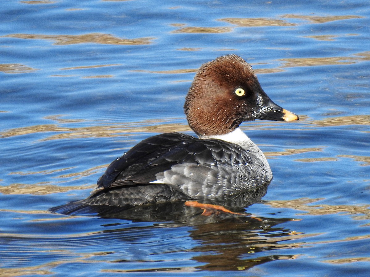 Common Goldeneye - ML433497961