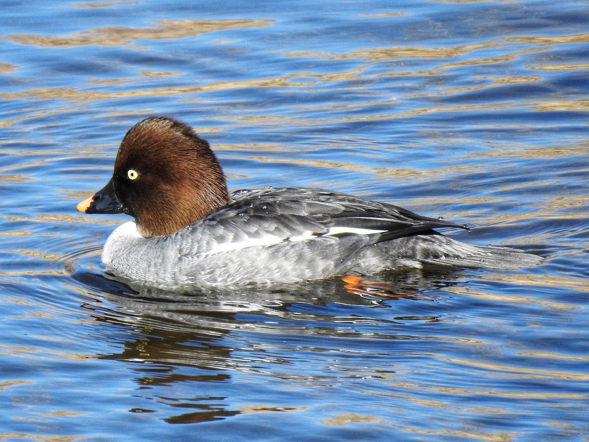 Common Goldeneye - ML433498011