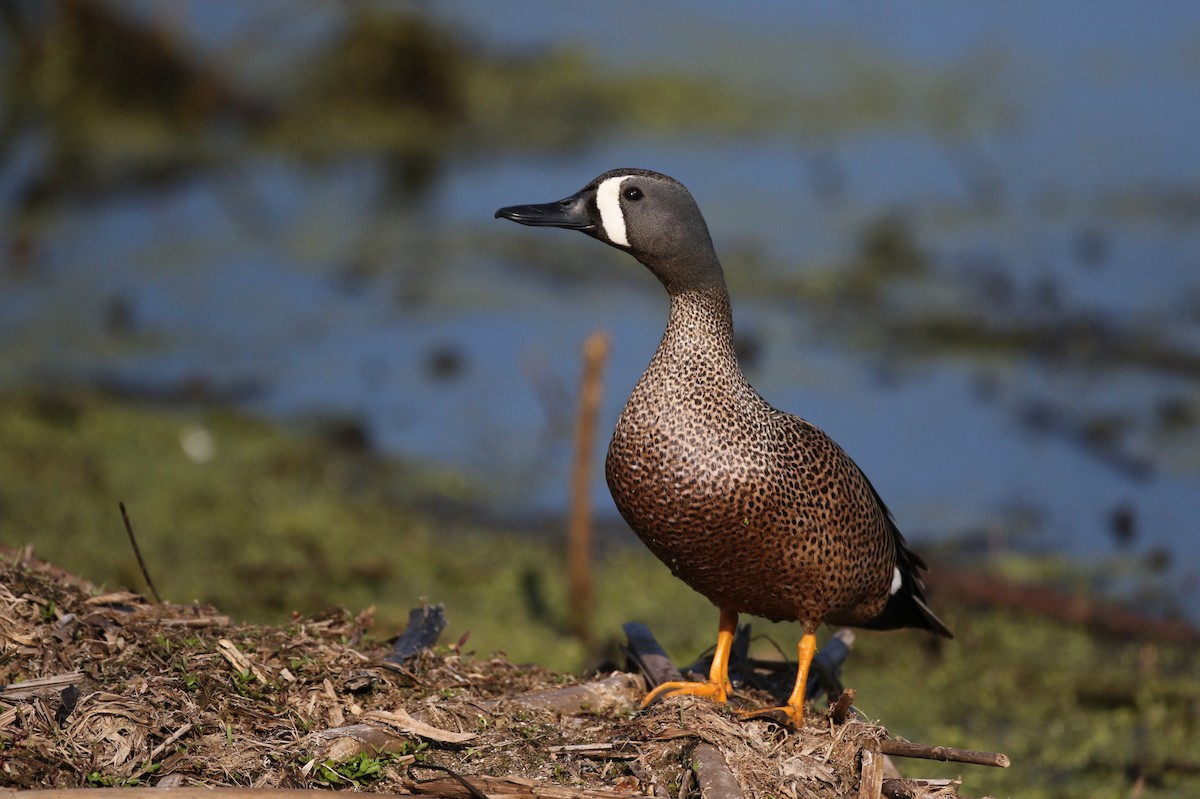 Blue-winged Teal - ML43349861