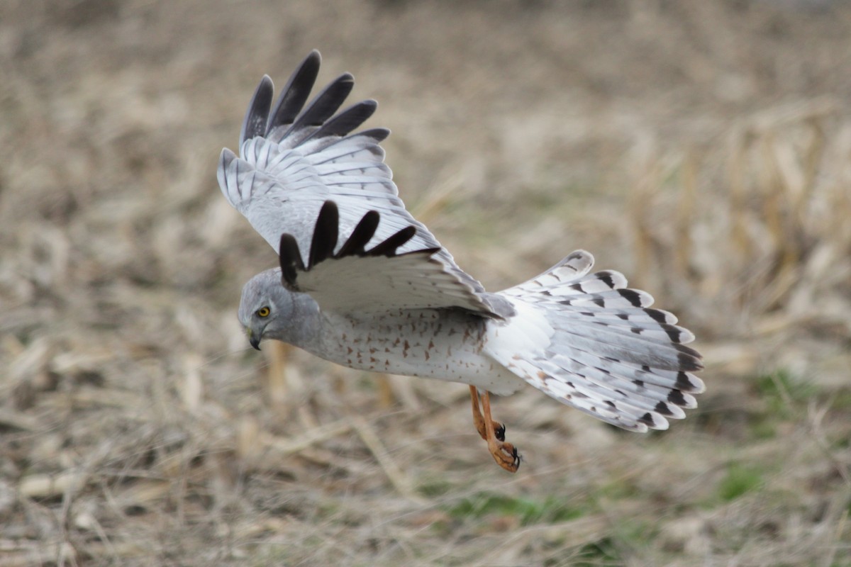 Northern Harrier - Debbie Wright