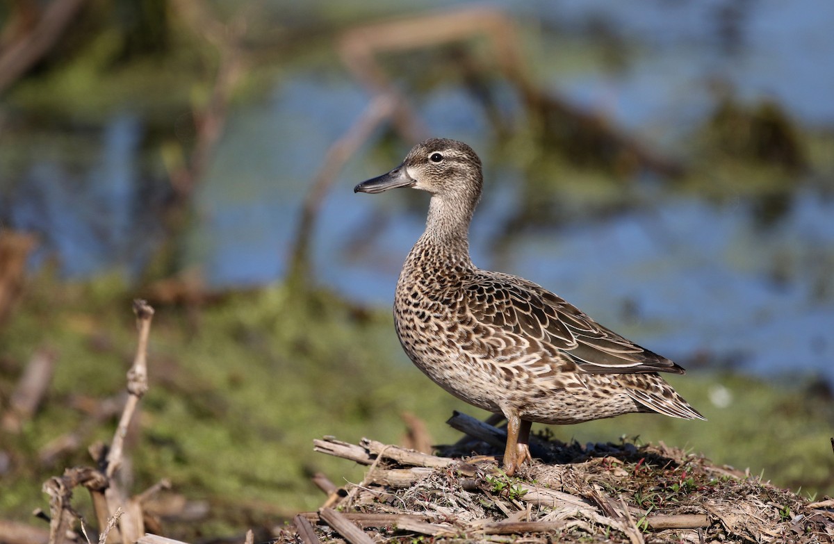 Blue-winged Teal - ML43349981