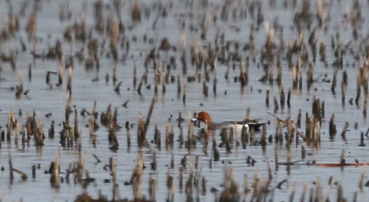 Eurasian Wigeon - ML43350011