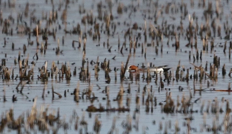 Eurasian Wigeon - ML43350041