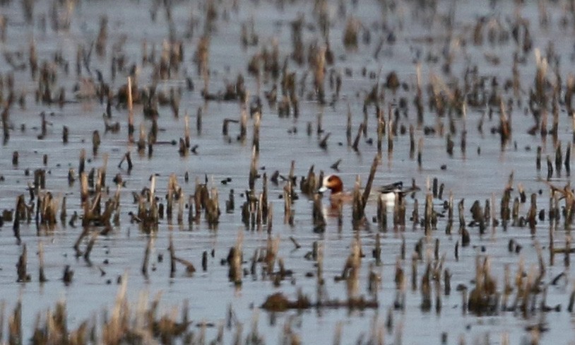 Eurasian Wigeon - ML43350051