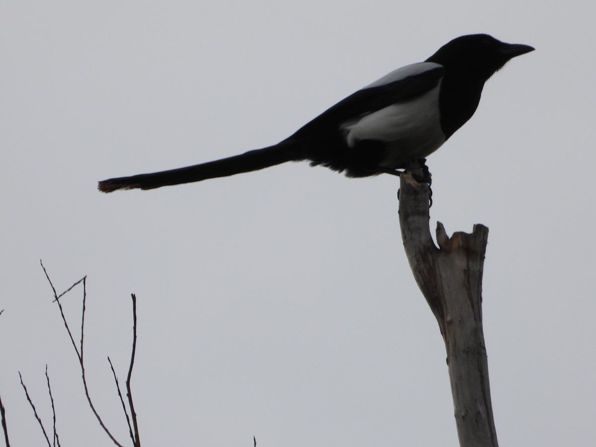 Eurasian Magpie - ML433501411