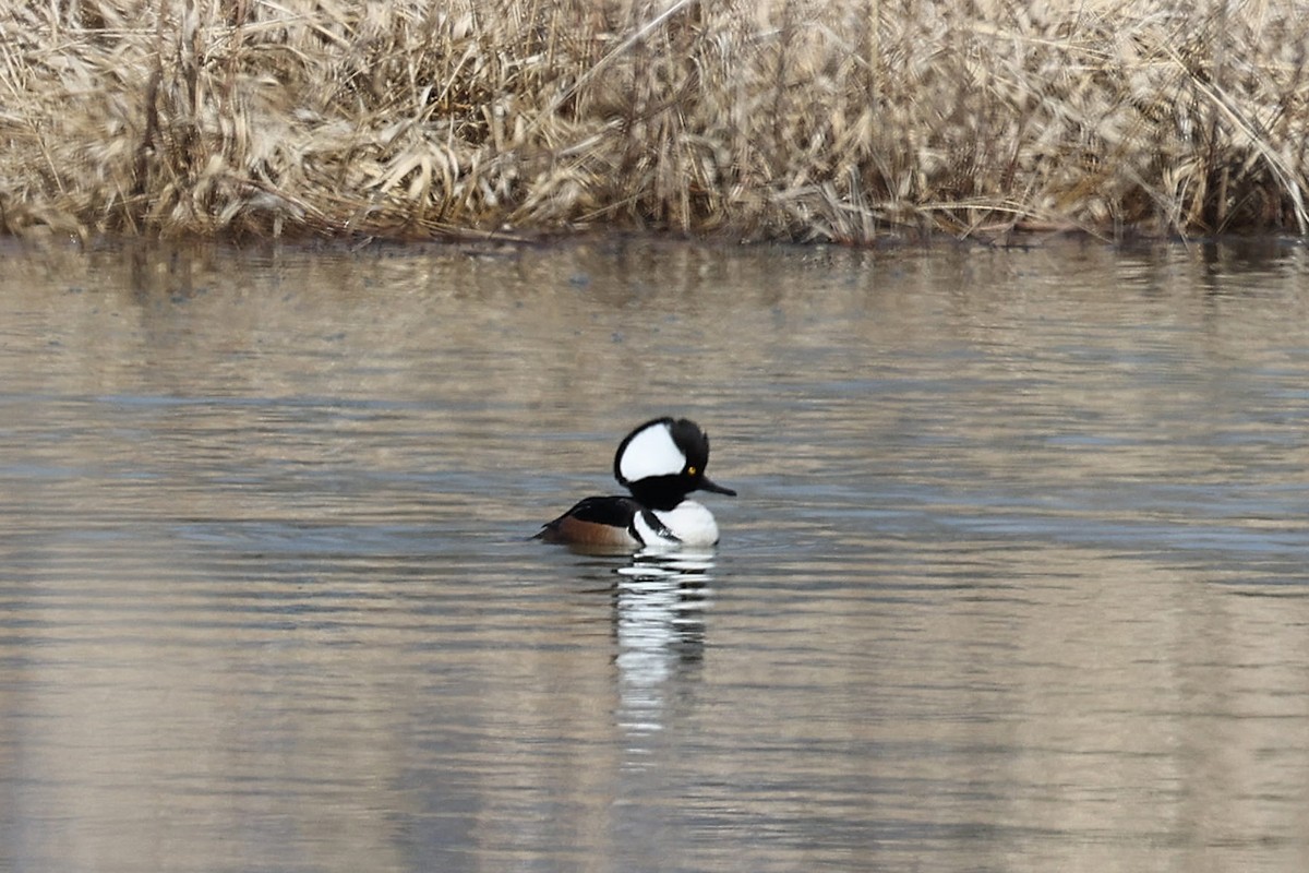 Hooded Merganser - ML433501421