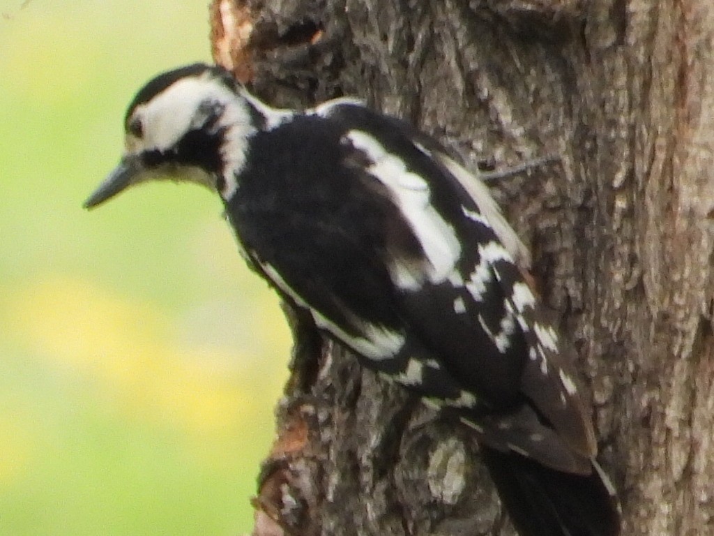 Syrian Woodpecker - ML433502391